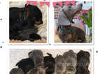 RAREST SOLID BLACK DACHSHUNDS IN THE WORLD