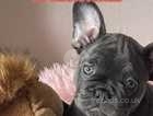French bulldog female for sale kc registered
