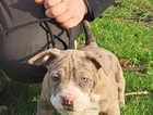 Pocket Bully top puppies  Mum and Dad are ABCKC registered