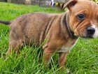 Red Staffordshire Bull Terrier pups