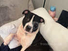 Staffy for rehome
