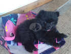 Adorable Dark Brown Puppy Pomeranians for sale, One boy and one girl,  KC Reg dad, Kennel Reg mum. Can be seen with mother.