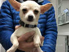 This is pearl she is 7 mth old smooth coat cream chihuahua
