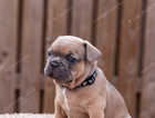 STUNNING TOP QUALITY FRENCH BULLDOG PUPPIES -
