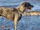 Irish wolfhound/Scottish deerhound female cross 14 months old near Bishop Stortford