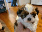 Shih tzu boy and girl available at 10 weeks old