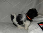 Beautiful Lhaso Apso pups 9 wk £700