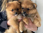 Pomeranian puppies 1 girls and 1 boy ready now