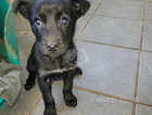 1 beautiful female looking for her new family. Border collie cross kelpie puppies.