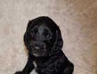 F1b cockapoo