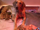 Enhanced pedigree, KC Fox Red Labrador Puppies