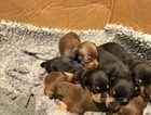 KC registered miniature dachshund puppies