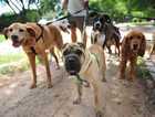 Dog walking Services/ Cat Sitter ( West London )