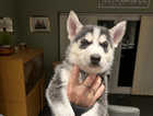 Female and male pedigree husky puppies available
