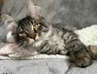 Beautiful Maine Coon Kittens Vaccinated