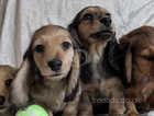 K.C. Miniature Longhaired Dachshund Puppies