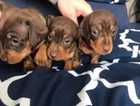 Chocolate and Tan miniature Dachshund puppies