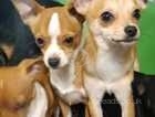 Russian Toy Terrier puppies