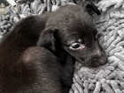 Weaton x greyhound lurcher last one left puppies pups puppy