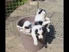 Two Beautiful Boy Border Collie Puppies