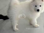 (Reduced) Kc Registered Samoyed puppies with champ bloodline