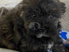 STUNNING LITTLE TOY POODLE X SHIHTZU PUPPY - HARRI - FULLY VACCINATED AND READY FOR FUN AND GAMES WITH HIS NEW FAMILY