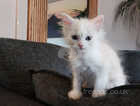 Ragdoll kittens pure breed only one boy left flamepoint