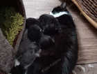 2 black beautiful kittens