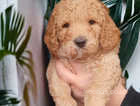 GoldenDoodle Puppies Soon Ready to Go