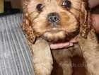 cavapoo puppies for sale wirral