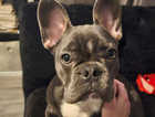 7.5 month old French Bull Dog