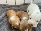 3 gorgeous F1b Cockerpoo puppies