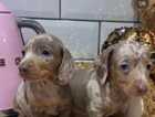 Miniature dachshunds boys and girls