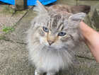 Is anybody missing this cat