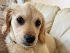 7 month female miniature Goldendoodle puppy