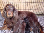 ADORABLE LITTER OF SHOW TYPE COCKER SPANIELS.