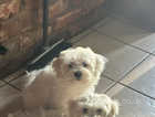 KC registered Maltese pups with KC REG Papers