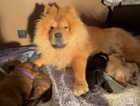 Chow Chow puppies for sale.