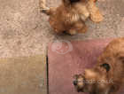 Jackapoo  cross morkie yorkie puppy