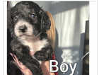Boy Miniature sproodle puppy