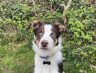 6 month old border collie x