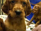 Beautiful KC registered Irish Setter puppies from Show Stock ready now.
