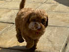 Red fox cavapoo *DNA CLEAR*