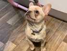 6 month old male french bulldog