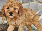 Family raised, awesome, healthy Toy Poodle puppies