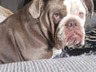 New English bulldogge looking for a new home