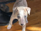 Whippet Pups ready April 7th * all pups now reserved*
