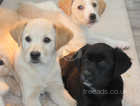 Golden Retriever x Border Collie Puppies