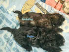 2 Male Shih Tzu Puppies ready to leave Now
