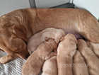 Ready now 1 girl left KC registered health tested labrador puppy